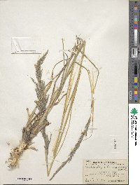 Muhlenbergia pubescens image