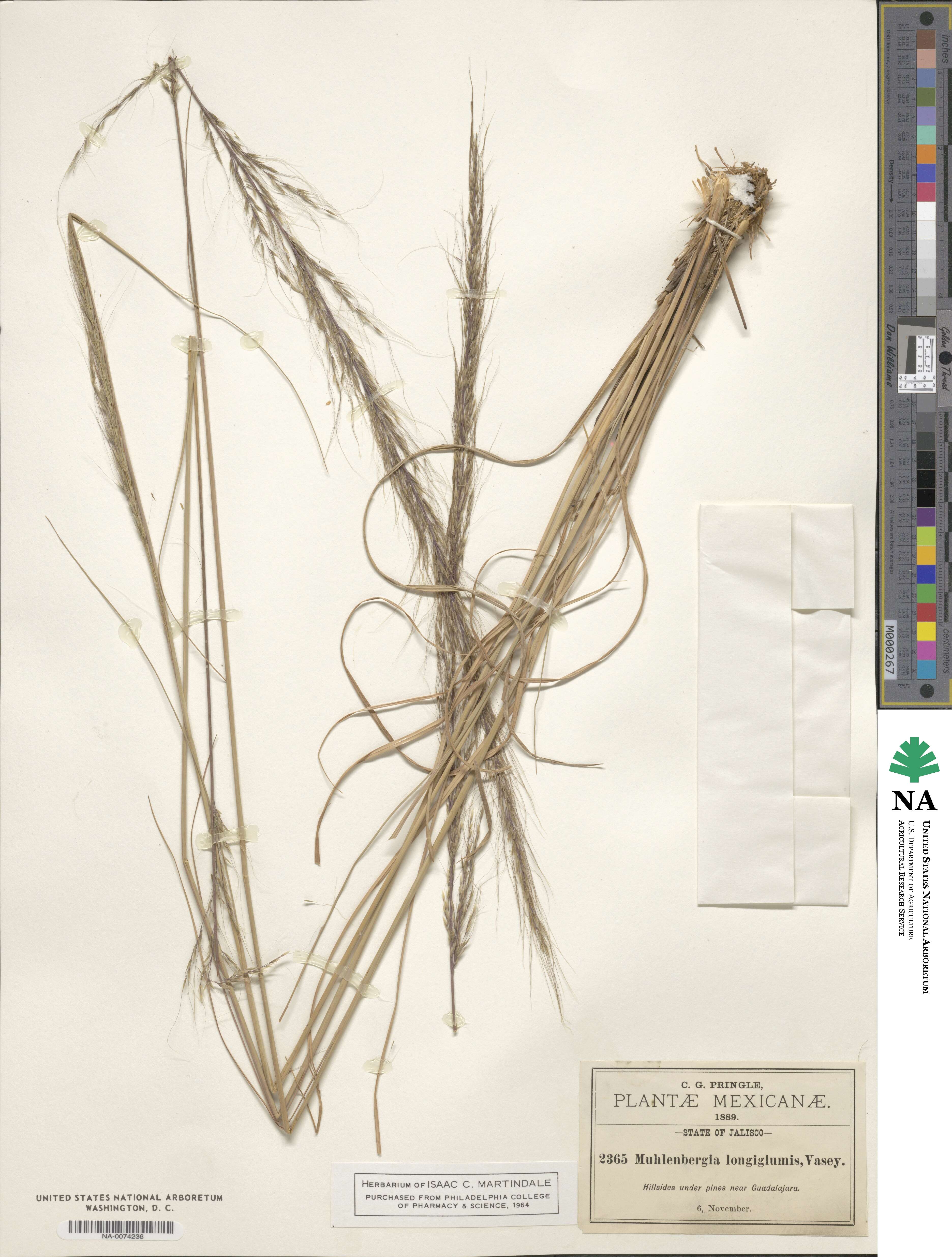 Muhlenbergia longiglumis image