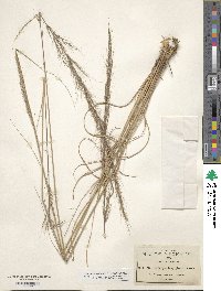 Image of Muhlenbergia longiglumis