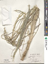 Muhlenbergia robusta image