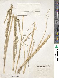 Image of Muhlenbergia macroura