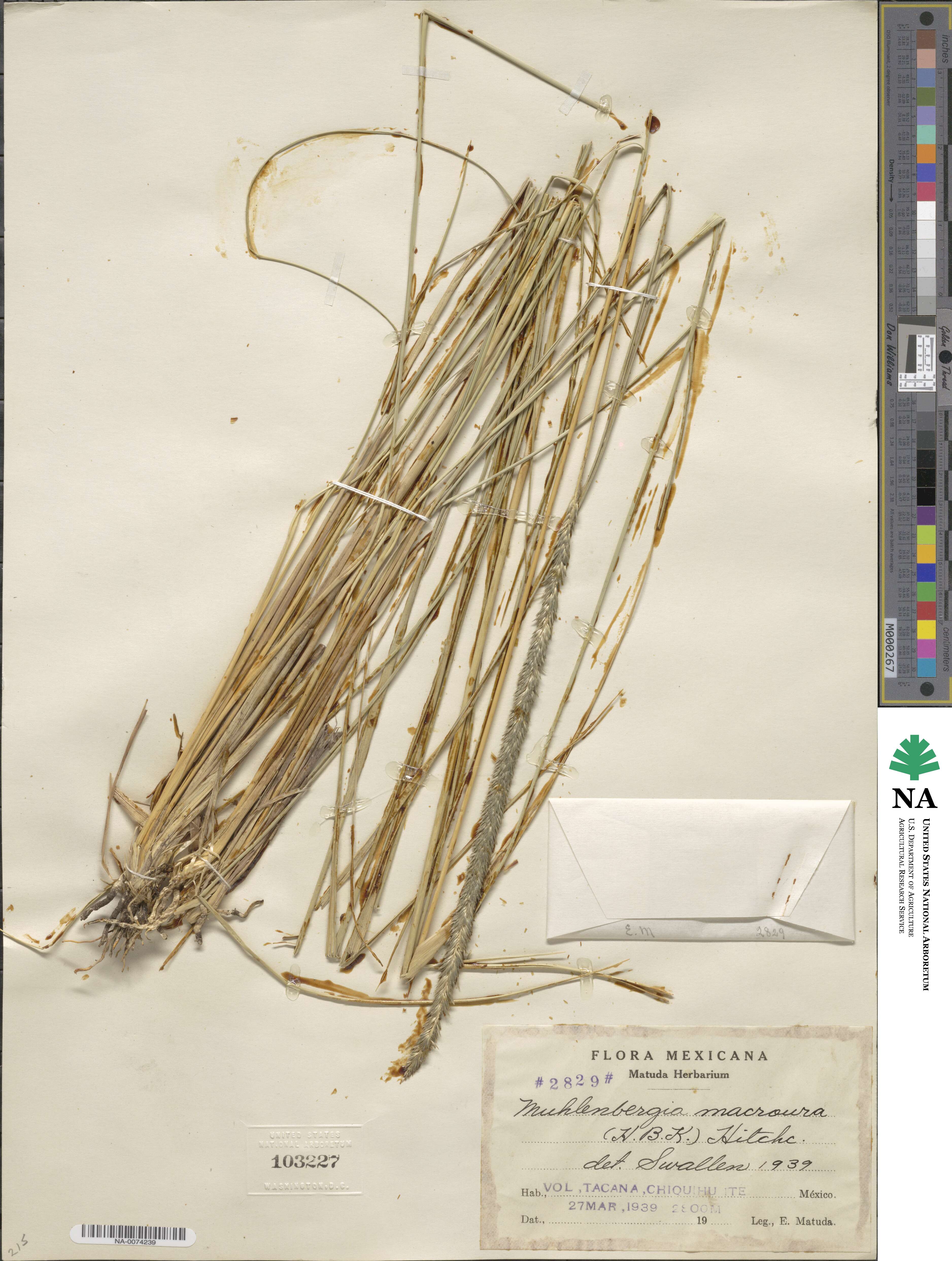 Muhlenbergia macroura image