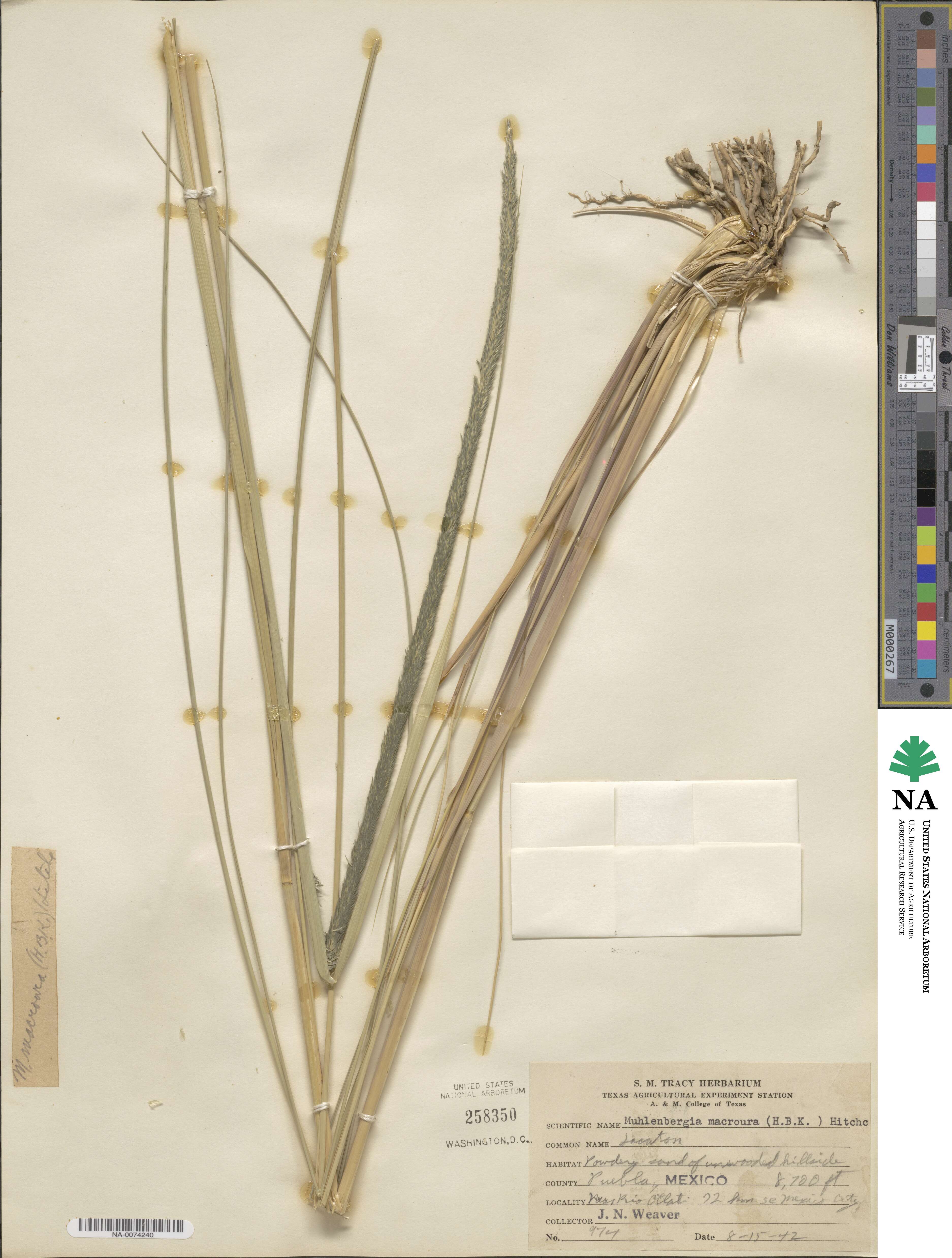 Muhlenbergia macroura image