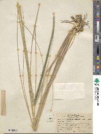 Muhlenbergia macroura image