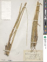 Muhlenbergia macroura image