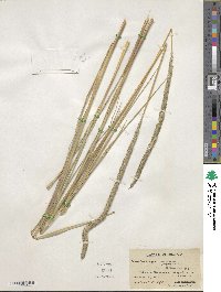 Muhlenbergia macroura image