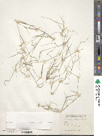 Muhlenbergia microsperma image