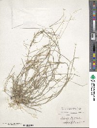 Muhlenbergia microsperma image