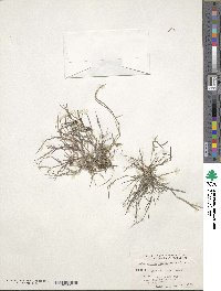 Muhlenbergia microsperma image