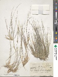 Muhlenbergia microsperma image