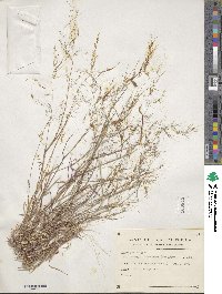 Muhlenbergia microsperma image