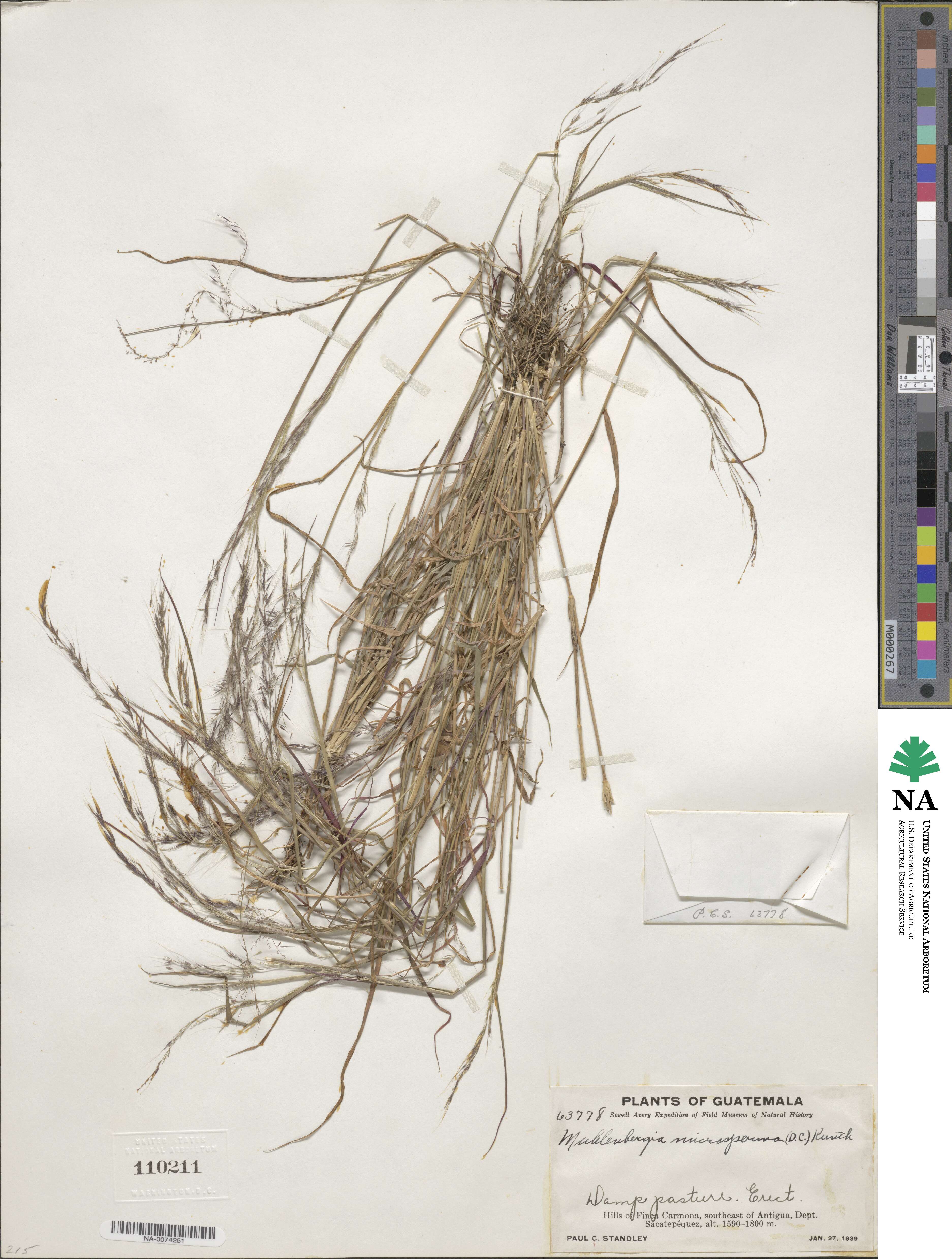 Muhlenbergia microsperma image