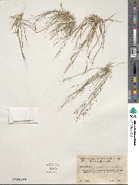 Muhlenbergia microsperma image