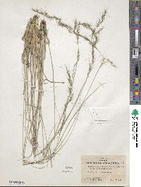 Muhlenbergia montana image