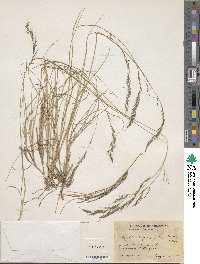 Muhlenbergia montana image