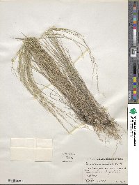 Muhlenbergia tenuifolia image