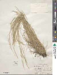 Muhlenbergia tenuifolia image