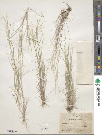 Muhlenbergia tenuifolia image