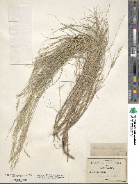 Muhlenbergia pauciflora image