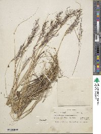 Muhlenbergia pauciflora image