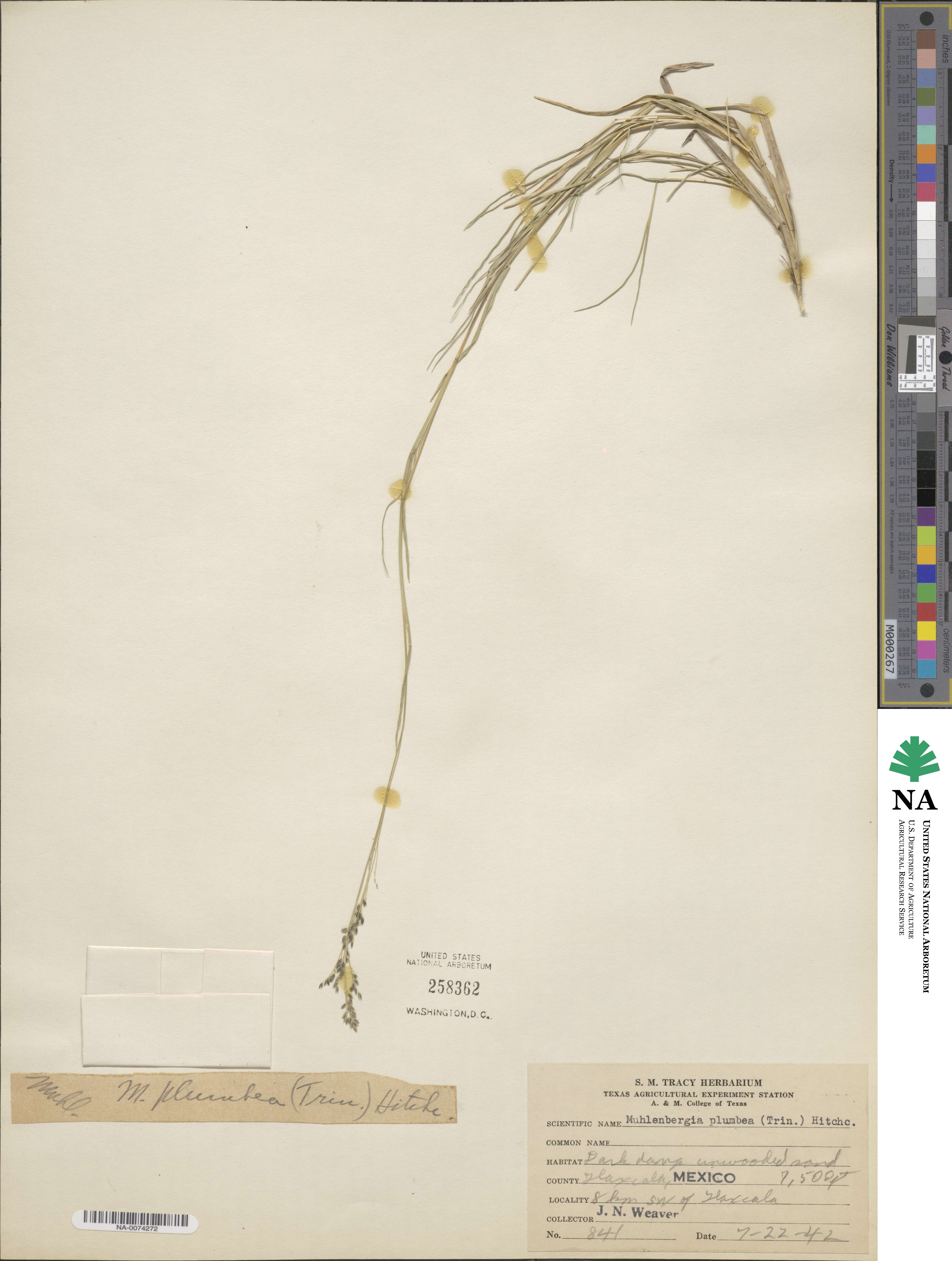 Muhlenbergia plumbea image