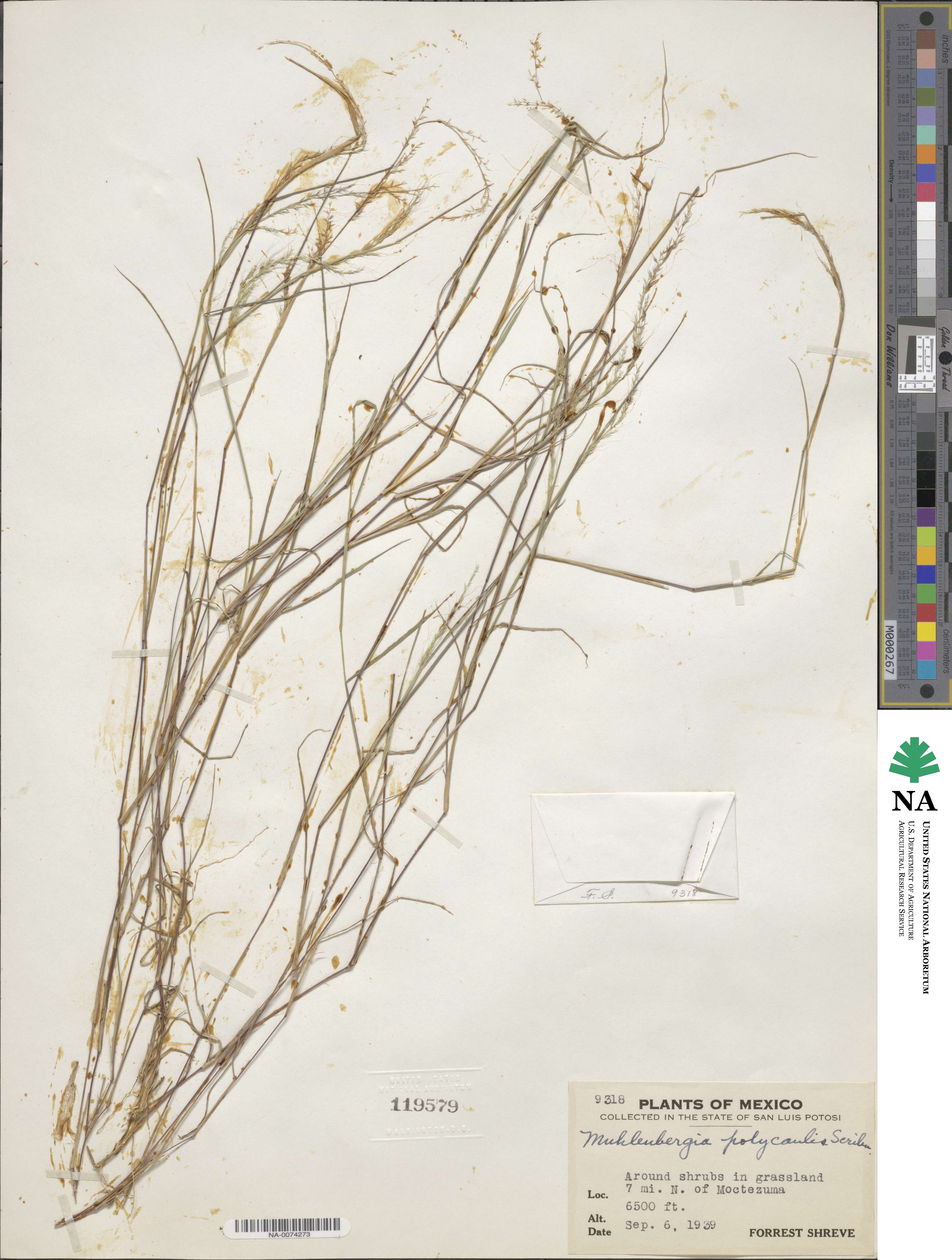 Muhlenbergia polycaulis image