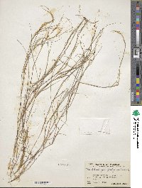 Muhlenbergia polycaulis image