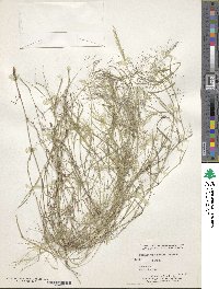 Muhlenbergia porteri image