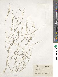 Muhlenbergia porteri image