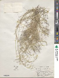 Muhlenbergia porteri image