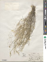 Muhlenbergia porteri image