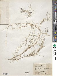 Muhlenbergia porteri image