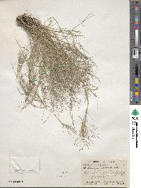 Muhlenbergia porteri image