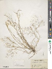 Muhlenbergia porteri image