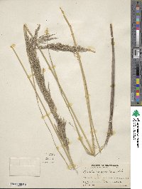 Muhlenbergia robusta image