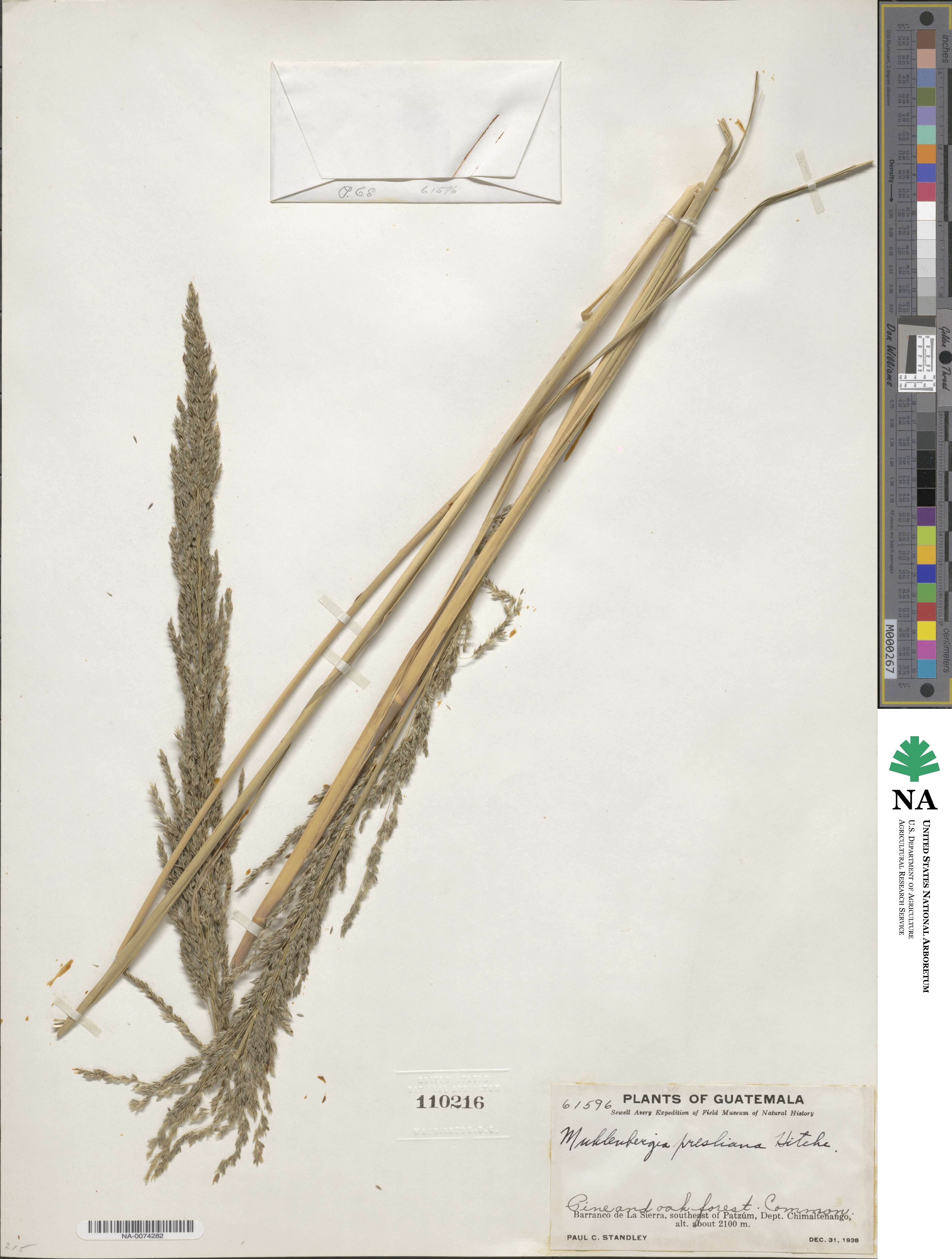 Muhlenbergia robusta image