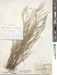 Muhlenbergia pauciflora image