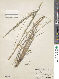 Muhlenbergia pubescens image