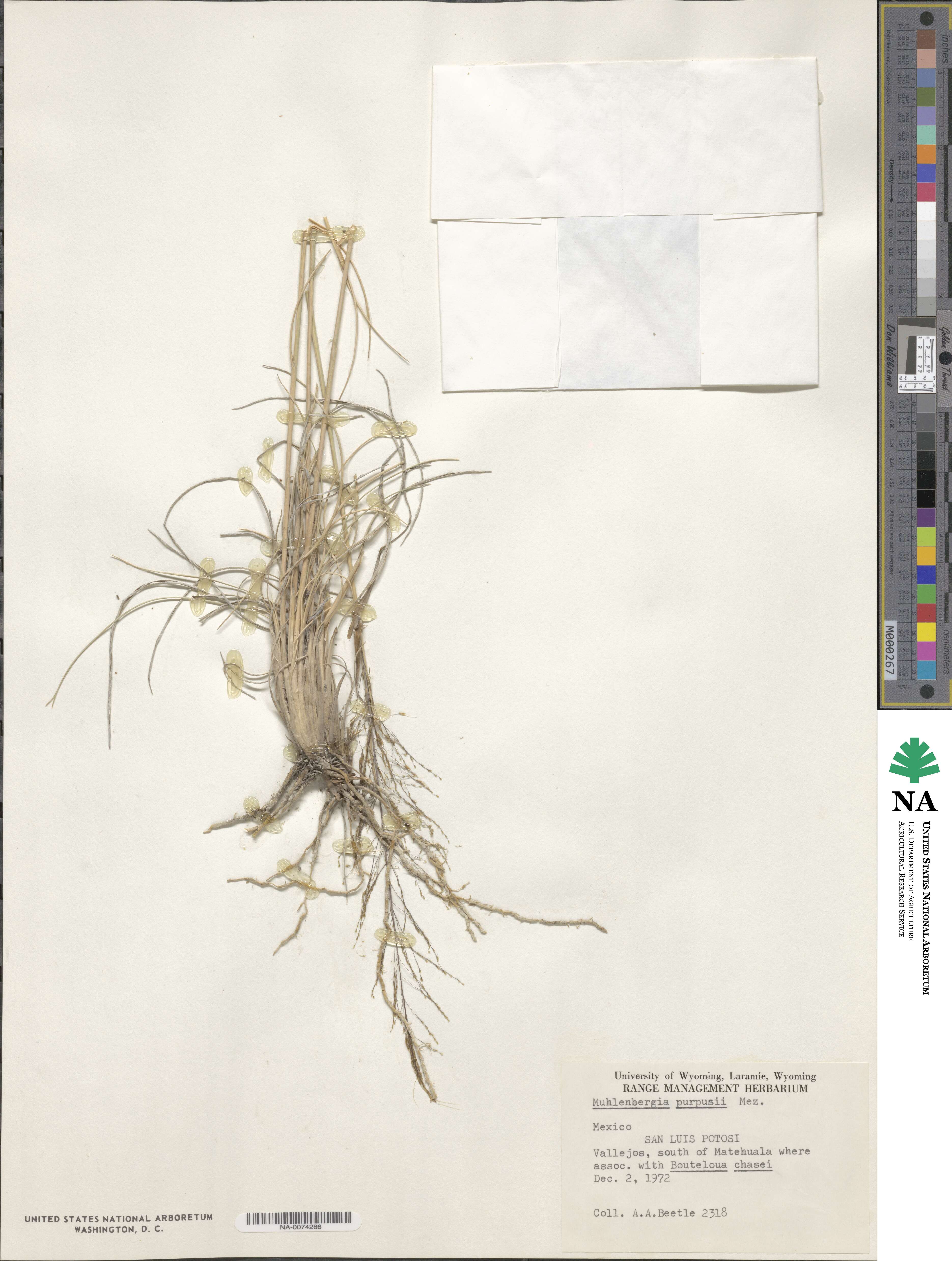 Muhlenbergia purpusii image