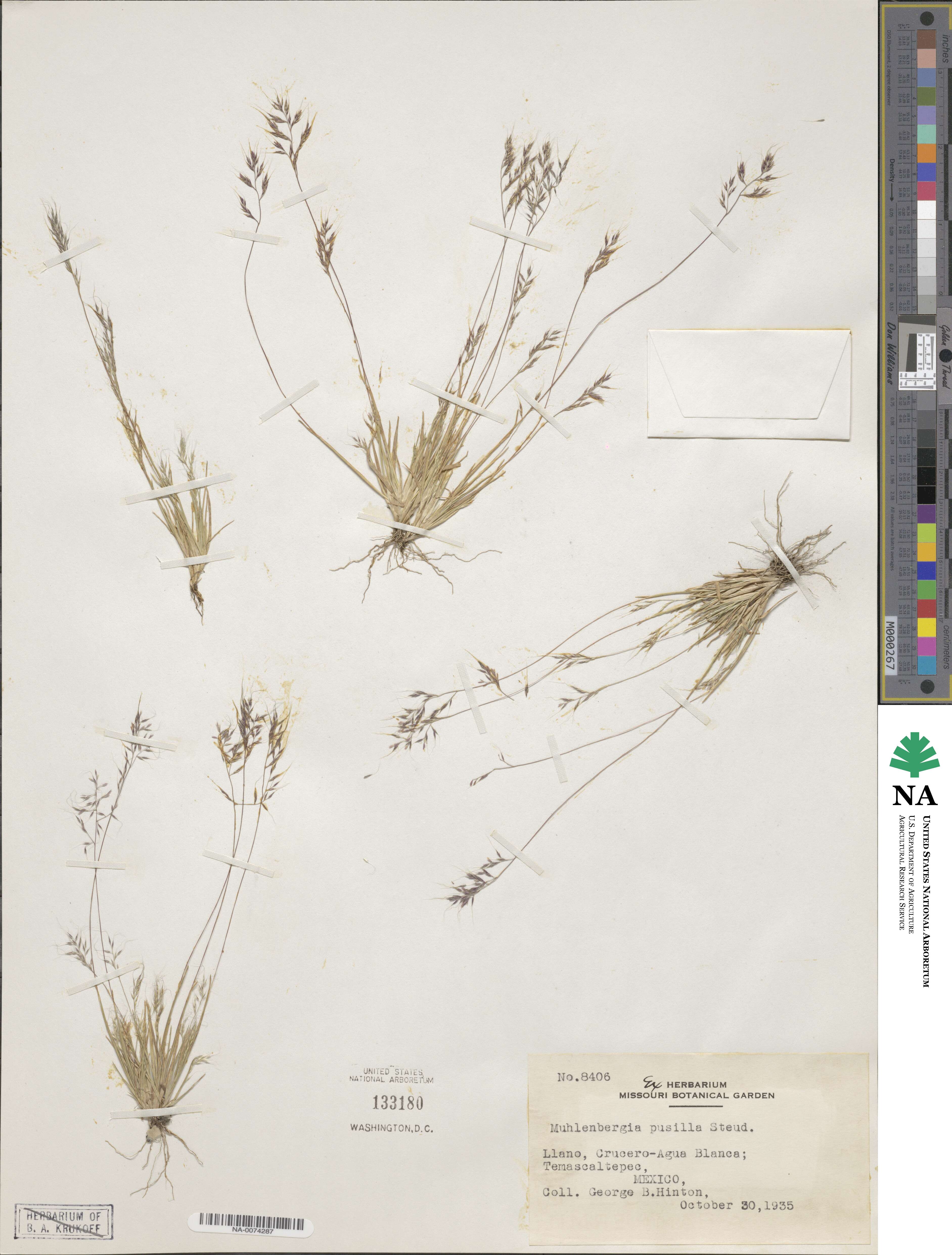 Muhlenbergia peruviana image