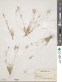 Muhlenbergia peruviana image