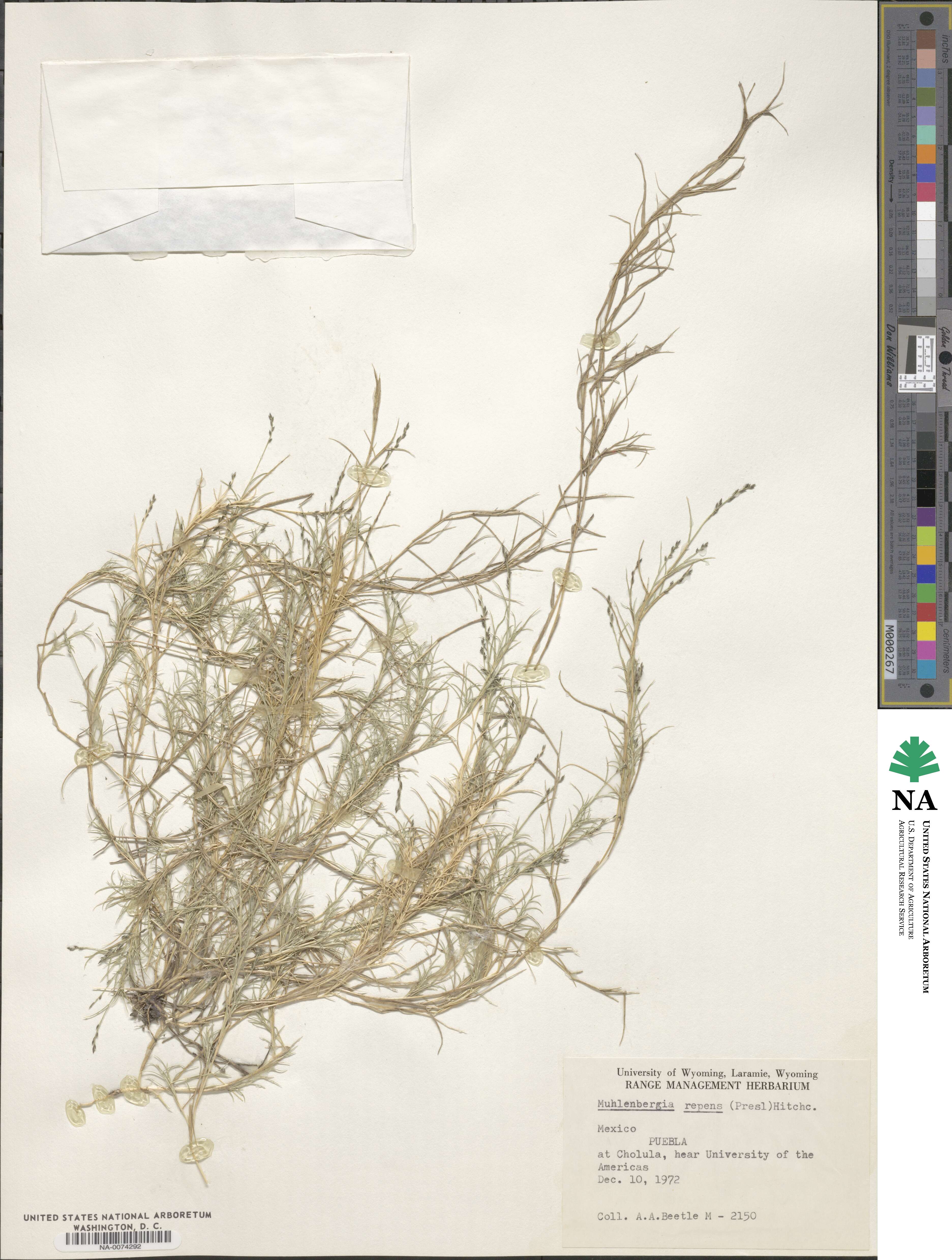 Muhlenbergia repens image