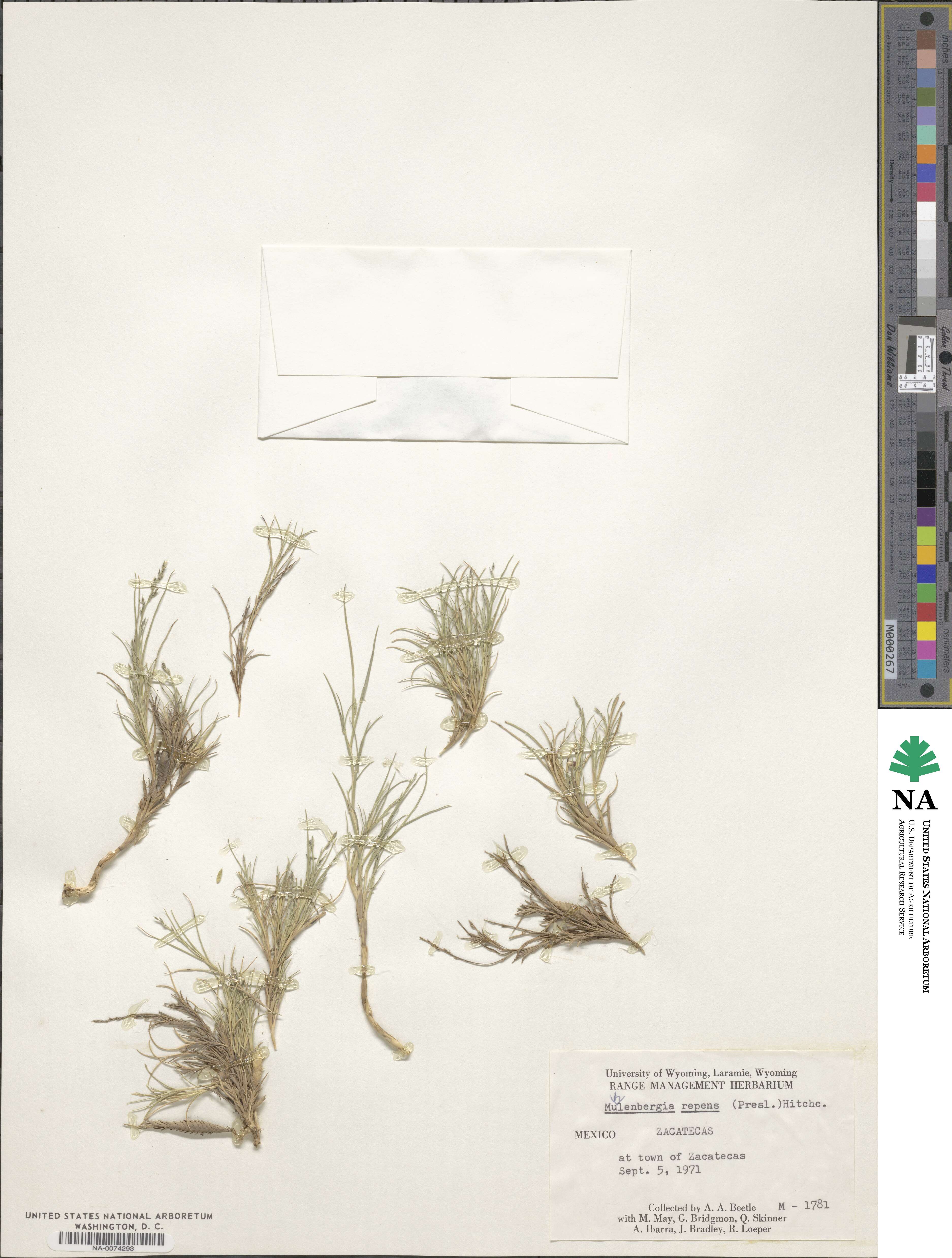 Muhlenbergia repens image