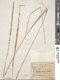 Muhlenbergia rigens image