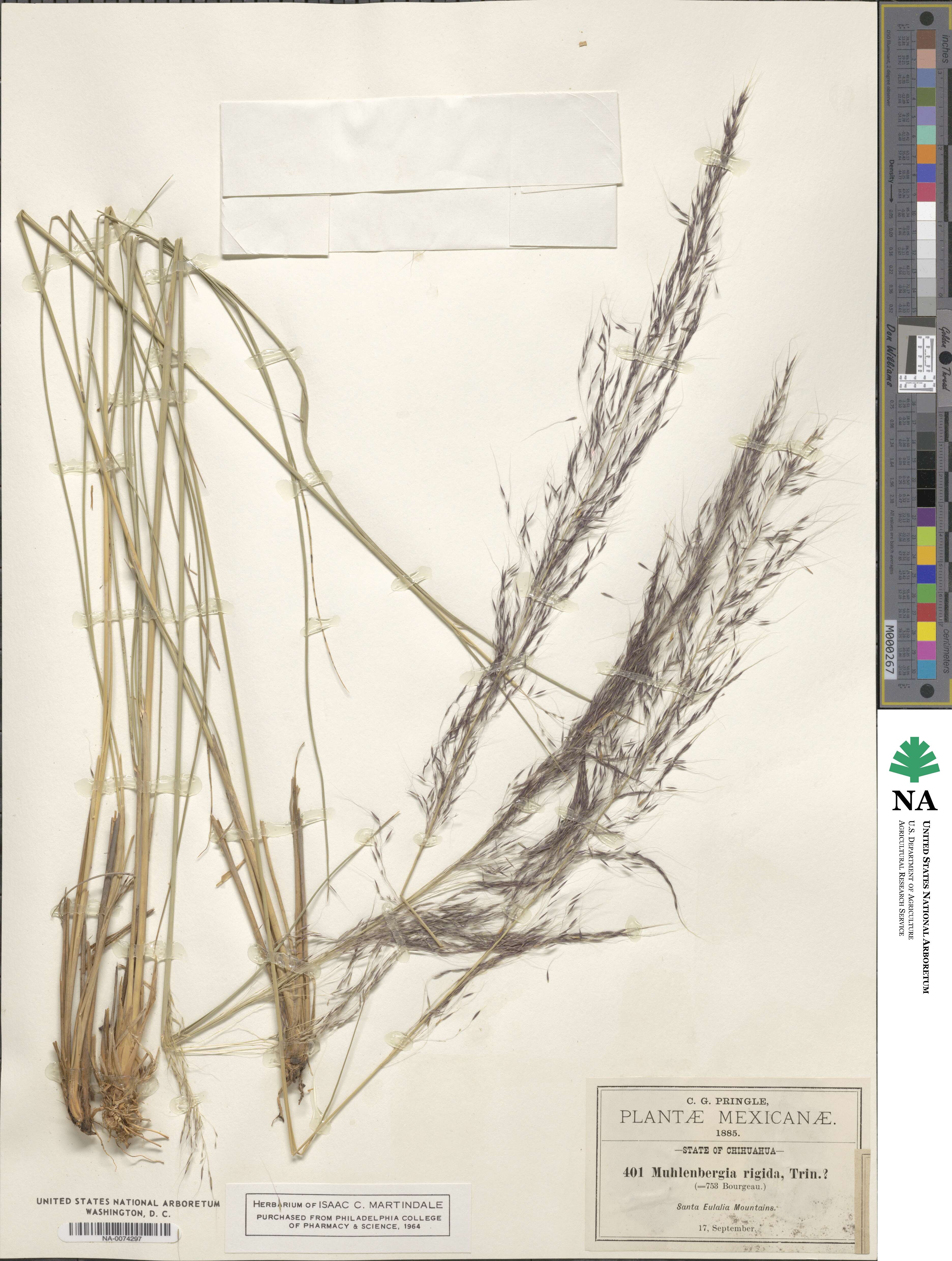 Muhlenbergia rigida image