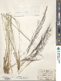 Muhlenbergia rigida image