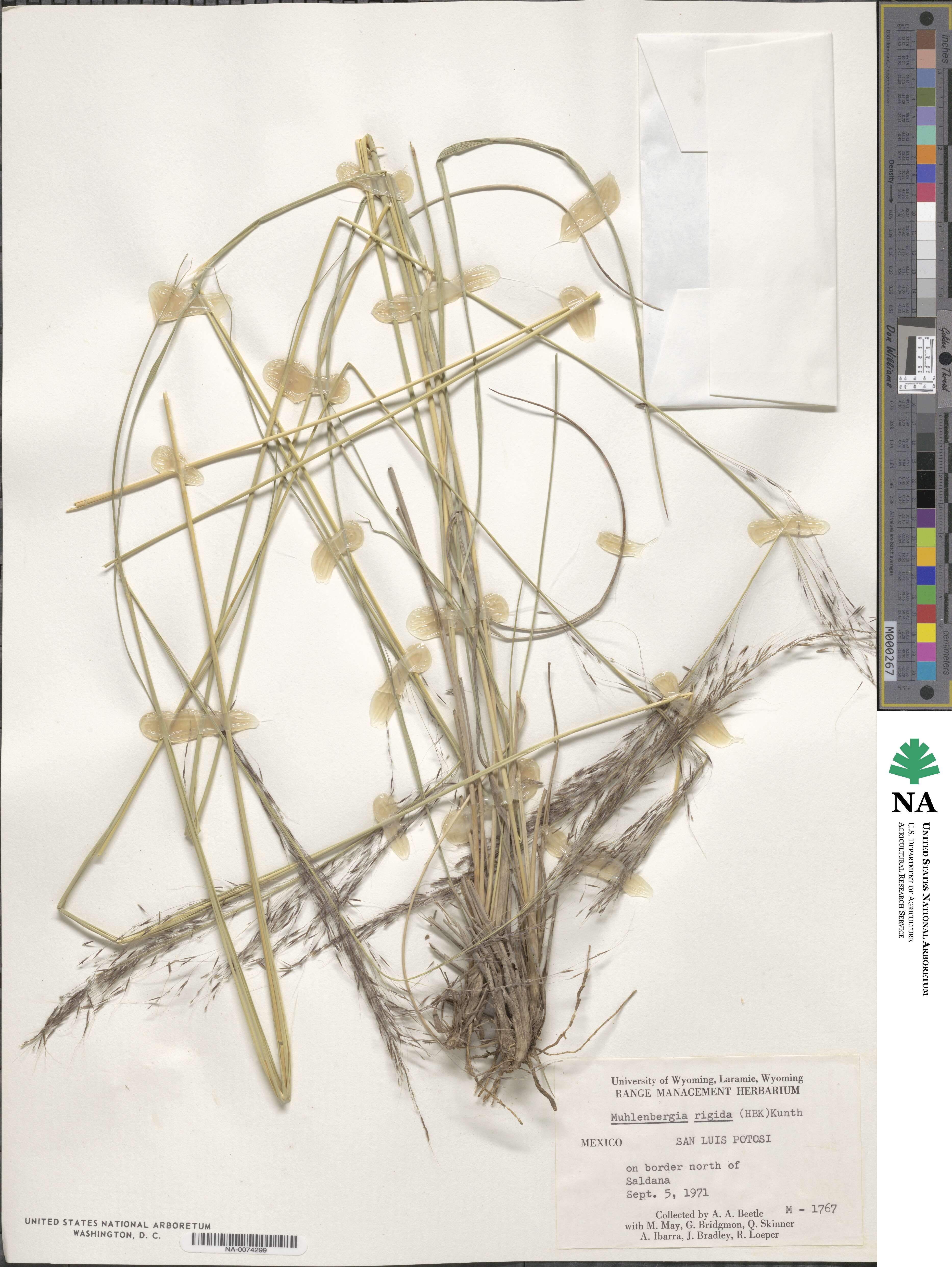 Muhlenbergia rigida image