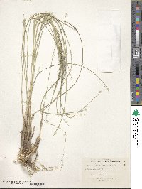 Muhlenbergia rigida image