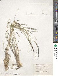 Muhlenbergia rigida image