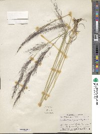 Muhlenbergia rigida image